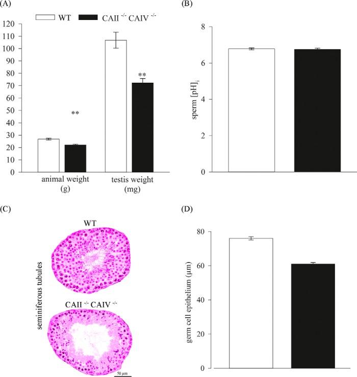 https://cdn.ncbi.nlm.nih.gov/pmc/blobs/2eb2/4705926/650a6bc65dae/zbc0521532630005.jpg