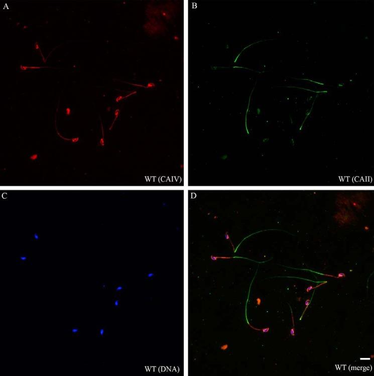 https://cdn.ncbi.nlm.nih.gov/pmc/blobs/2eb2/4705926/76292d61df1d/zbc0521532630003.jpg