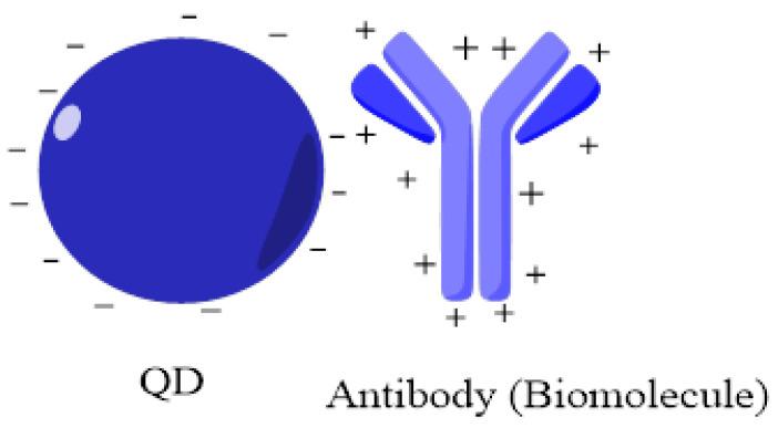 https://cdn.ncbi.nlm.nih.gov/pmc/blobs/2eb4/8708439/2dbd1fa19cb3/jfb-12-00075-g005.jpg