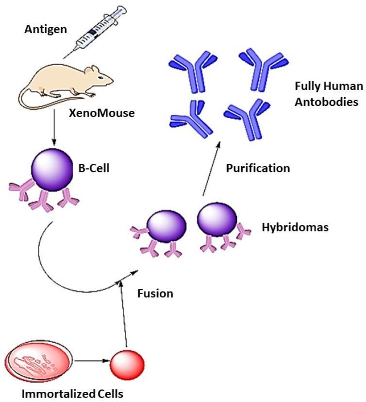 https://cdn.ncbi.nlm.nih.gov/pmc/blobs/2eb4/8708439/91302966a835/jfb-12-00075-g004.jpg