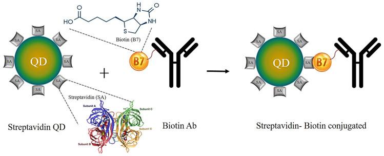https://cdn.ncbi.nlm.nih.gov/pmc/blobs/2eb4/8708439/c69883e05971/jfb-12-00075-g007.jpg
