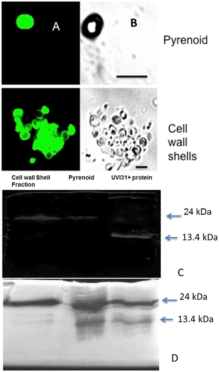 https://cdn.ncbi.nlm.nih.gov/pmc/blobs/2eb5/3524116/6ba8b0a10a86/pone.0051913.g004.jpg