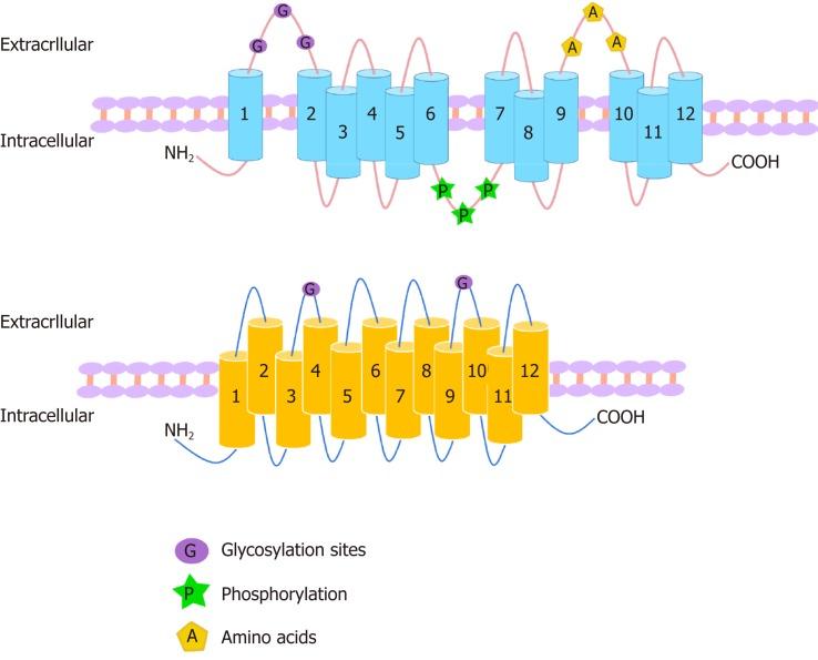 https://cdn.ncbi.nlm.nih.gov/pmc/blobs/2eb9/6906560/453077d51665/WJCC-7-3915-g001.jpg