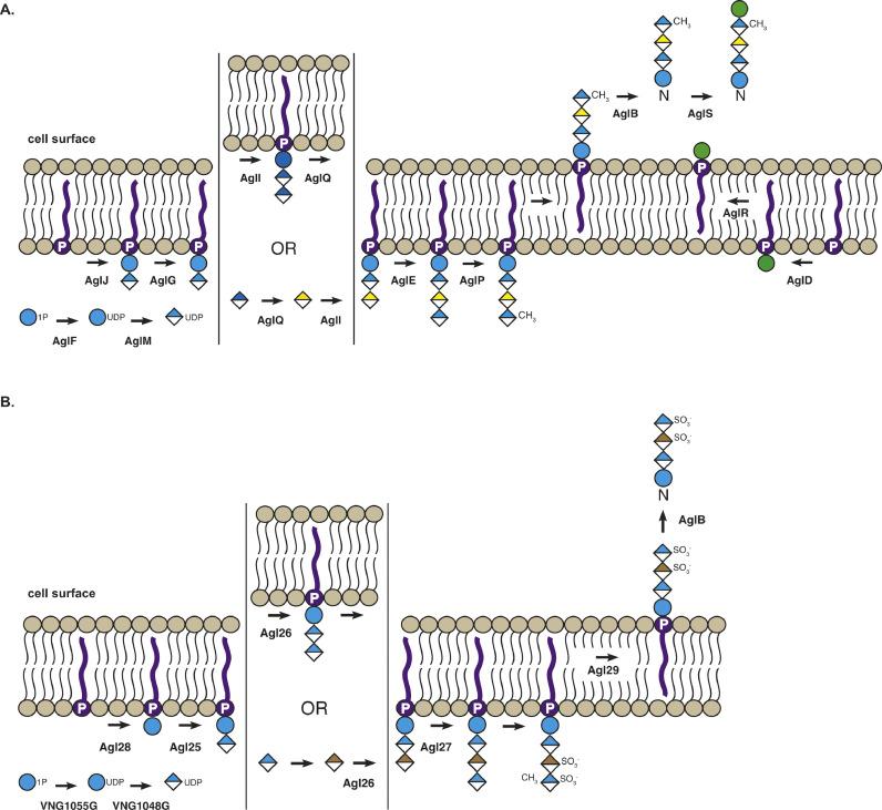 https://cdn.ncbi.nlm.nih.gov/pmc/blobs/2eba/11407970/c003be31bdf5/gr1.jpg