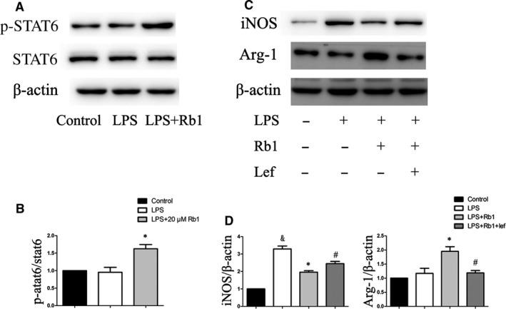 https://cdn.ncbi.nlm.nih.gov/pmc/blobs/2ebc/5742675/92b52864a917/JCMM-22-409-g003.jpg