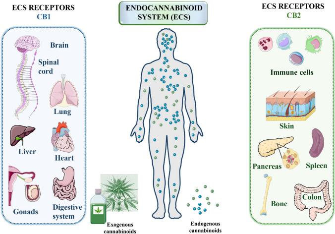 https://cdn.ncbi.nlm.nih.gov/pmc/blobs/2ec0/11436528/04962b29c55f/12672_2024_1356_Fig3_HTML.jpg