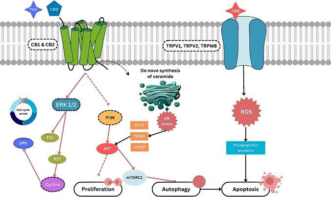 https://cdn.ncbi.nlm.nih.gov/pmc/blobs/2ec0/11436528/80382e575b0b/12672_2024_1356_Fig5_HTML.jpg