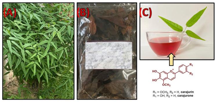 https://cdn.ncbi.nlm.nih.gov/pmc/blobs/2ec3/9496332/a14c3d0daafe/biomolecules-12-01208-g001.jpg