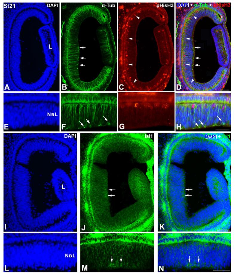 https://cdn.ncbi.nlm.nih.gov/pmc/blobs/2ec8/10093483/d6cb5dab9a48/cells-12-00989-g001.jpg