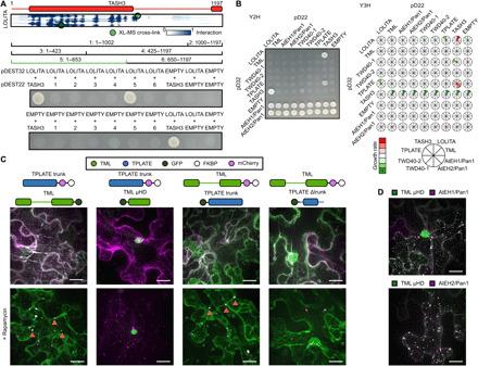 https://cdn.ncbi.nlm.nih.gov/pmc/blobs/2ecb/7909872/4fc4c45a37fc/abe7999-F3.jpg