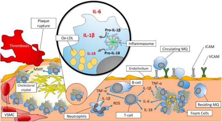 https://cdn.ncbi.nlm.nih.gov/pmc/blobs/2ecc/12087048/19fd9276c2ee/40001_2025_2649_Fig1_HTML.jpg