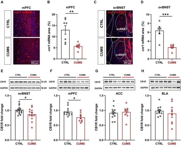 https://cdn.ncbi.nlm.nih.gov/pmc/blobs/2ecc/12331707/4262017cec1a/fnins-19-1629351-g006.jpg