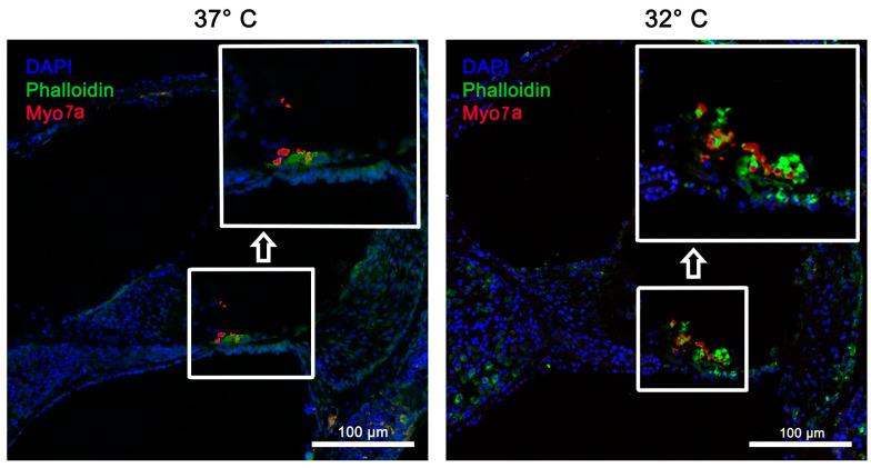 https://cdn.ncbi.nlm.nih.gov/pmc/blobs/2ece/12027626/20f1cdd503dd/ijms-26-03908-g003.jpg