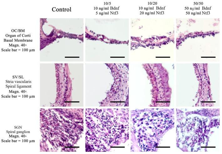 https://cdn.ncbi.nlm.nih.gov/pmc/blobs/2ece/12027626/6d923875d4f4/ijms-26-03908-g002.jpg