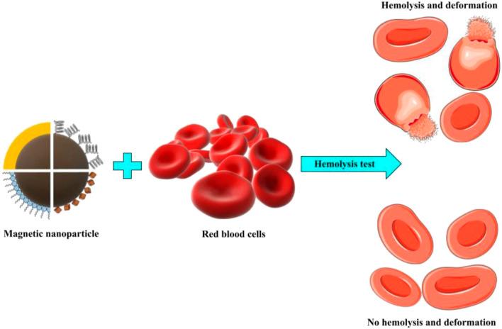 https://cdn.ncbi.nlm.nih.gov/pmc/blobs/2ecf/10499493/aaedf6044682/fchem-11-1249134-g002.jpg