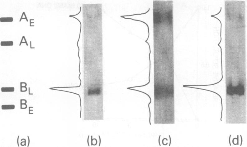 https://cdn.ncbi.nlm.nih.gov/pmc/blobs/2ecf/353308/1e25ece58e59/jvirol00184-0154-a.jpg
