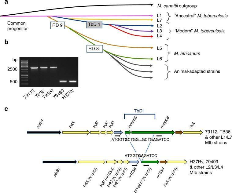 https://cdn.ncbi.nlm.nih.gov/pmc/blobs/2ed0/7000671/c3cec151fff5/41467_2020_14508_Fig1_HTML.jpg