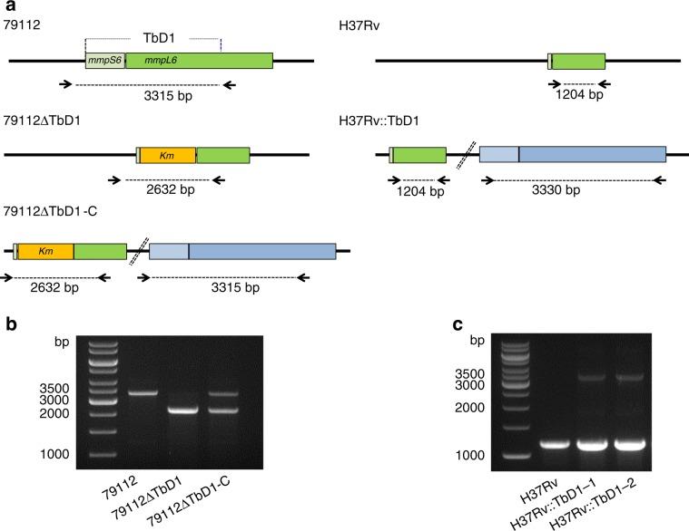 https://cdn.ncbi.nlm.nih.gov/pmc/blobs/2ed0/7000671/d9cf3de46798/41467_2020_14508_Fig3_HTML.jpg