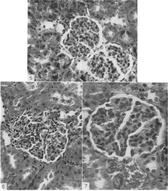 https://cdn.ncbi.nlm.nih.gov/pmc/blobs/2ed2/1409308/b31182cc1c46/immunology00403-0053-a.jpg
