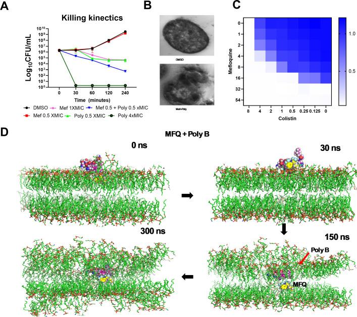 https://cdn.ncbi.nlm.nih.gov/pmc/blobs/2ed5/11980597/cb508a01b28d/mbio.04016-24.f004.jpg