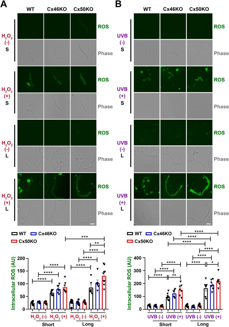 https://cdn.ncbi.nlm.nih.gov/pmc/blobs/2ed8/11170479/881e1dae9a3f/gr7.jpg