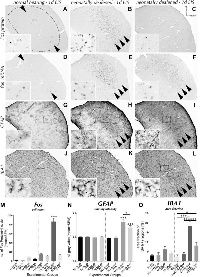 https://cdn.ncbi.nlm.nih.gov/pmc/blobs/2ed8/5827675/4fa38de0cf56/fncel-12-00043-g004.jpg