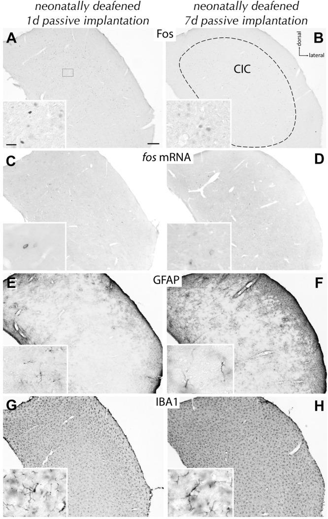 https://cdn.ncbi.nlm.nih.gov/pmc/blobs/2ed8/5827675/6a832dc87e0f/fncel-12-00043-g003.jpg