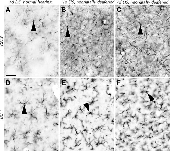 https://cdn.ncbi.nlm.nih.gov/pmc/blobs/2ed8/5827675/d07a5f1160de/fncel-12-00043-g005.jpg