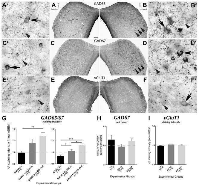 https://cdn.ncbi.nlm.nih.gov/pmc/blobs/2ed8/5827675/fdf243306939/fncel-12-00043-g008.jpg