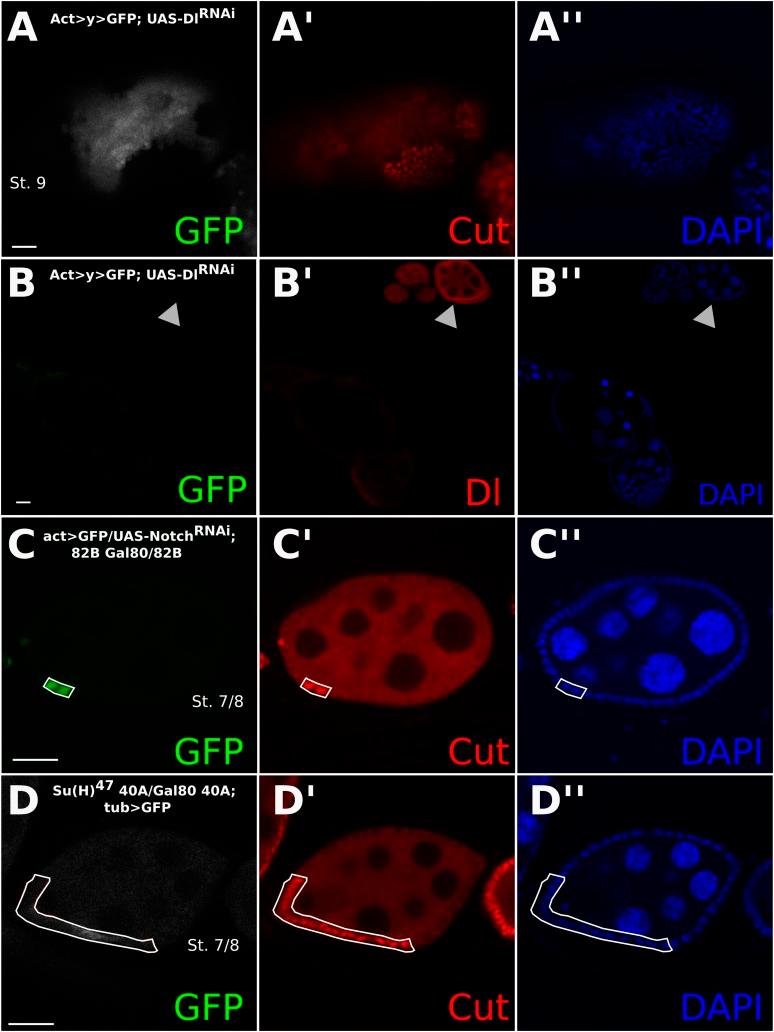 https://cdn.ncbi.nlm.nih.gov/pmc/blobs/2ed9/4286723/94f35acf1694/elife04415fs003.jpg