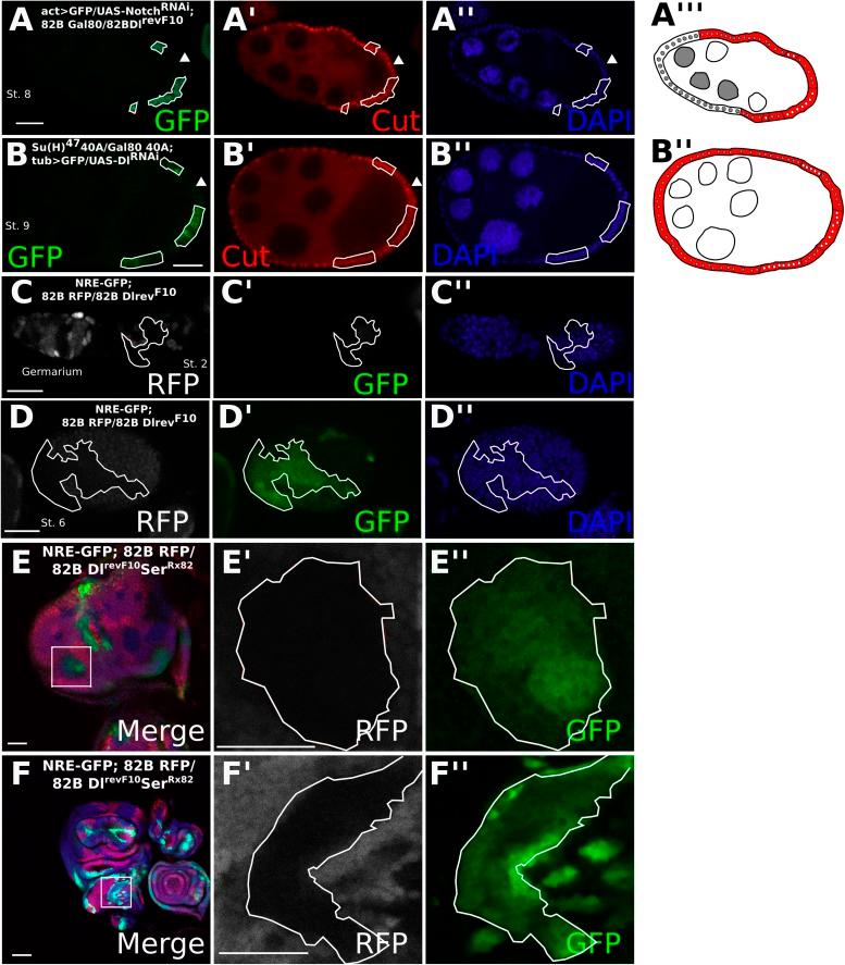https://cdn.ncbi.nlm.nih.gov/pmc/blobs/2ed9/4286723/e45e4f14ba5d/elife04415f002.jpg