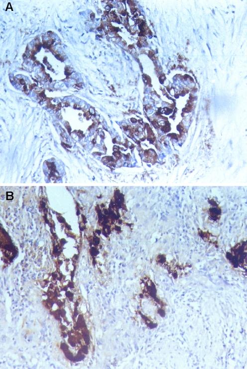 https://cdn.ncbi.nlm.nih.gov/pmc/blobs/2edb/3158976/e2d105d0c038/12253_2010_9346_Fig1_HTML.jpg