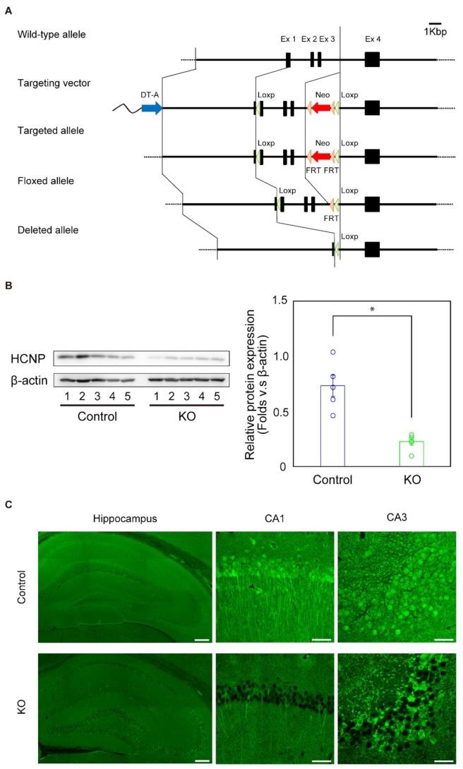 https://cdn.ncbi.nlm.nih.gov/pmc/blobs/2edd/6862429/6548340555d5/ijms-20-05367-g001.jpg