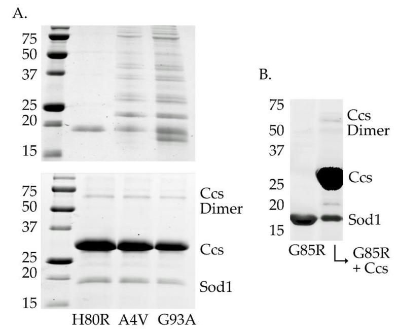 https://cdn.ncbi.nlm.nih.gov/pmc/blobs/2ede/7179120/7af9d17b6f60/molecules-25-01086-g004.jpg