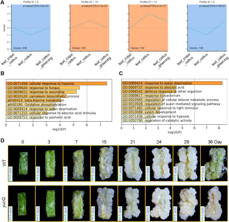 https://cdn.ncbi.nlm.nih.gov/pmc/blobs/2ee3/12431987/e4ea3f17e784/44154_2025_255_Fig9_HTML.jpg