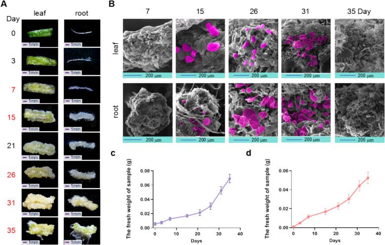https://cdn.ncbi.nlm.nih.gov/pmc/blobs/2ee3/12431987/e602d57fa322/44154_2025_255_Fig1_HTML.jpg