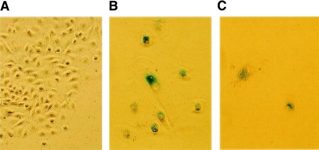 https://cdn.ncbi.nlm.nih.gov/pmc/blobs/2ee4/2156169/3cb08ceb12d5/JCB9907088.f5.jpg
