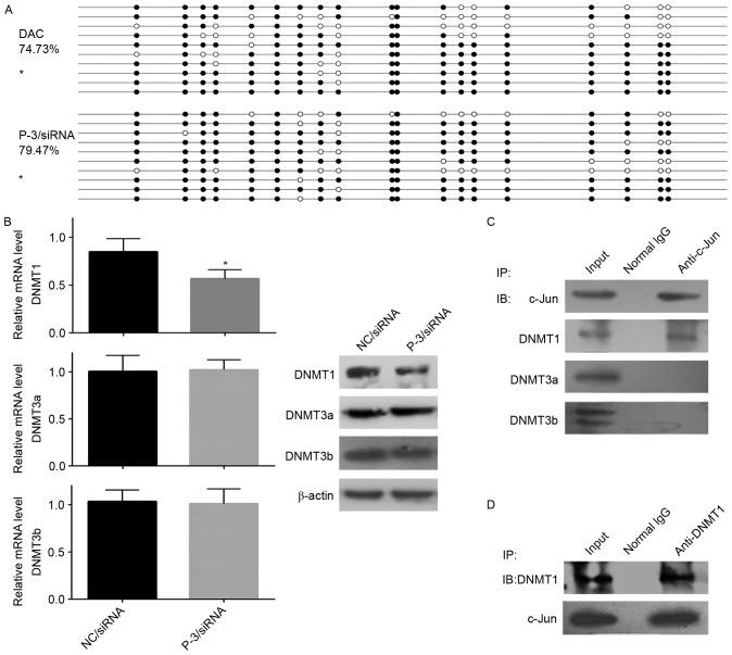 https://cdn.ncbi.nlm.nih.gov/pmc/blobs/2ee7/5983991/d53db90b520b/MMR-17-06-8180-g03.jpg