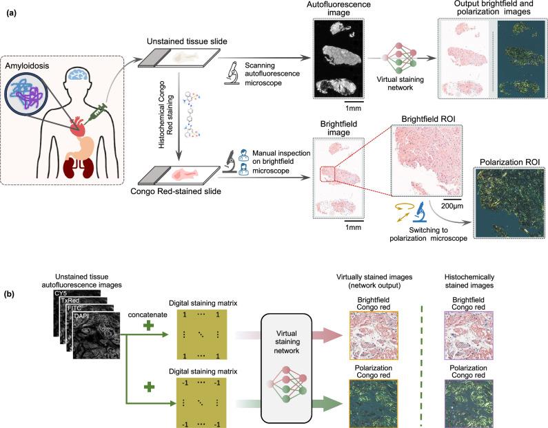 https://cdn.ncbi.nlm.nih.gov/pmc/blobs/2eea/11393327/915d70c5941a/41467_2024_52263_Fig1_HTML.jpg