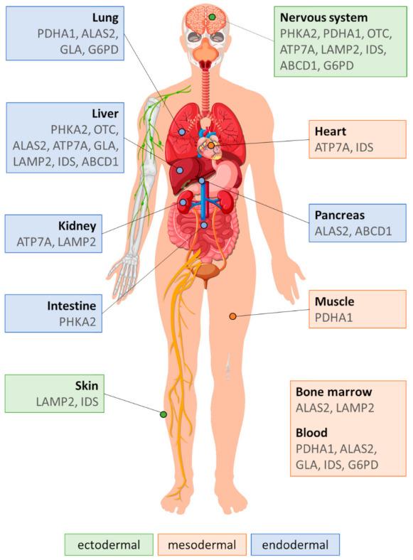 https://cdn.ncbi.nlm.nih.gov/pmc/blobs/2eeb/8123450/a12240fd3375/ijms-22-04514-g002.jpg