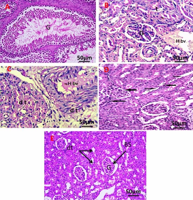 https://cdn.ncbi.nlm.nih.gov/pmc/blobs/2eec/10827740/77a1845c35f8/41598_2024_52982_Fig12_HTML.jpg