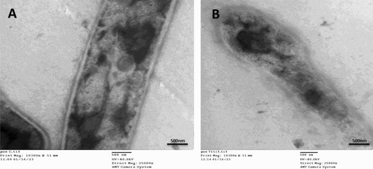 https://cdn.ncbi.nlm.nih.gov/pmc/blobs/2eec/10827740/b5e76f280746/41598_2024_52982_Fig5_HTML.jpg