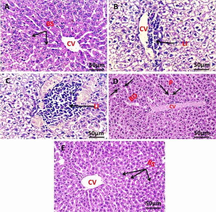 https://cdn.ncbi.nlm.nih.gov/pmc/blobs/2eec/10827740/be757129829d/41598_2024_52982_Fig11_HTML.jpg