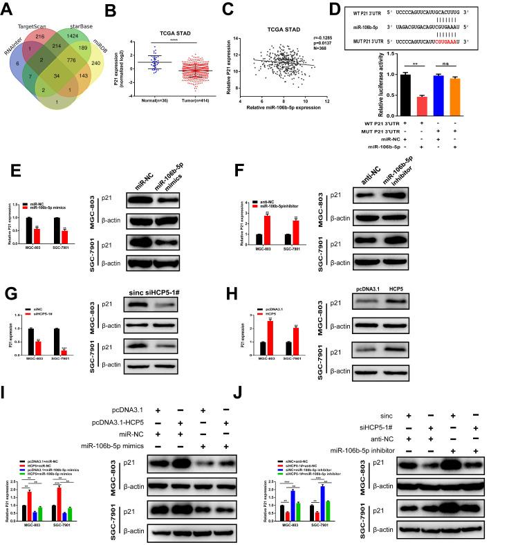 https://cdn.ncbi.nlm.nih.gov/pmc/blobs/2eec/7893594/171be8e36d79/ijbsv17p0623g007.jpg