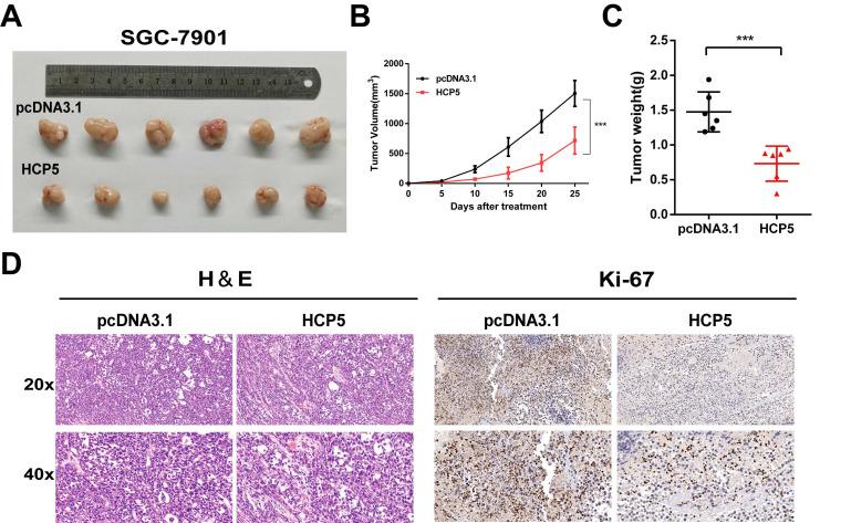 https://cdn.ncbi.nlm.nih.gov/pmc/blobs/2eec/7893594/4cfd4bf9865c/ijbsv17p0623g003.jpg
