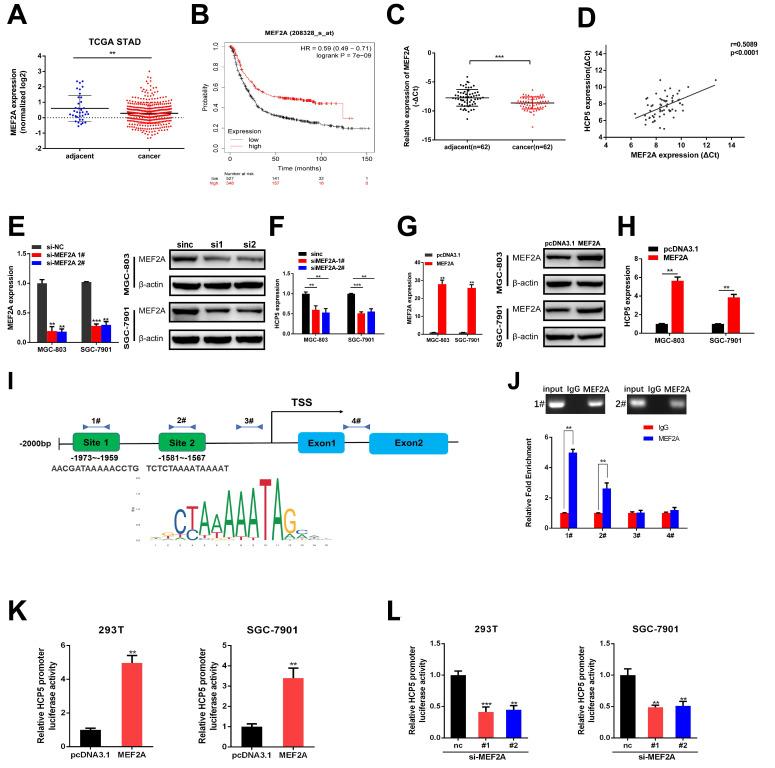 https://cdn.ncbi.nlm.nih.gov/pmc/blobs/2eec/7893594/d3121ae76259/ijbsv17p0623g004.jpg