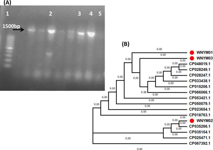 https://cdn.ncbi.nlm.nih.gov/pmc/blobs/2eec/8312973/310965fa4bee/pone.0255092.g003.jpg