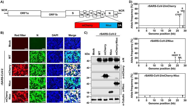 https://cdn.ncbi.nlm.nih.gov/pmc/blobs/2eef/9603146/27cb26eaf32b/spectrum.02379-22-f001.jpg