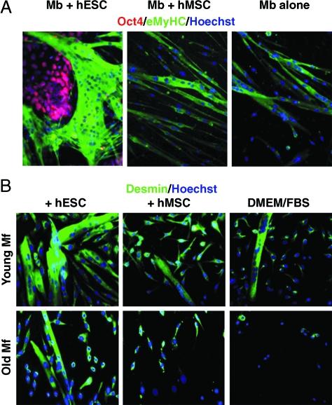 https://cdn.ncbi.nlm.nih.gov/pmc/blobs/2ef1/2063610/590eec4a352c/ace0006-0371-f5.jpg