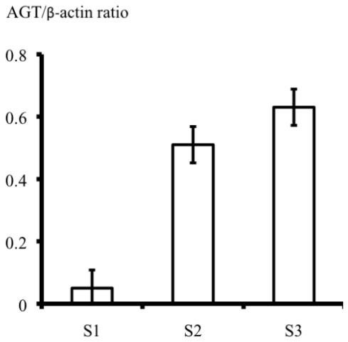https://cdn.ncbi.nlm.nih.gov/pmc/blobs/2ef1/3344268/9545e6c60555/ijms-13-05098f5.jpg